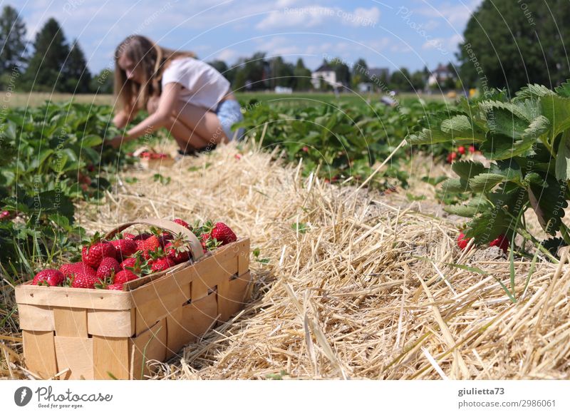 Strawberry harvest | Young woman picks strawberries in a field Feminine Youth (Young adults) Life 1 Human being 13 - 18 years Sky Summer Beautiful weather Plant
