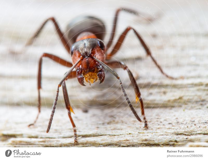 Portrait of a red wood ant Nature Animal Wild animal "Ant Red wood ant Formica rufa" 1 Observe Aggression Brave Determination Passion Resolve "Worker Threaten