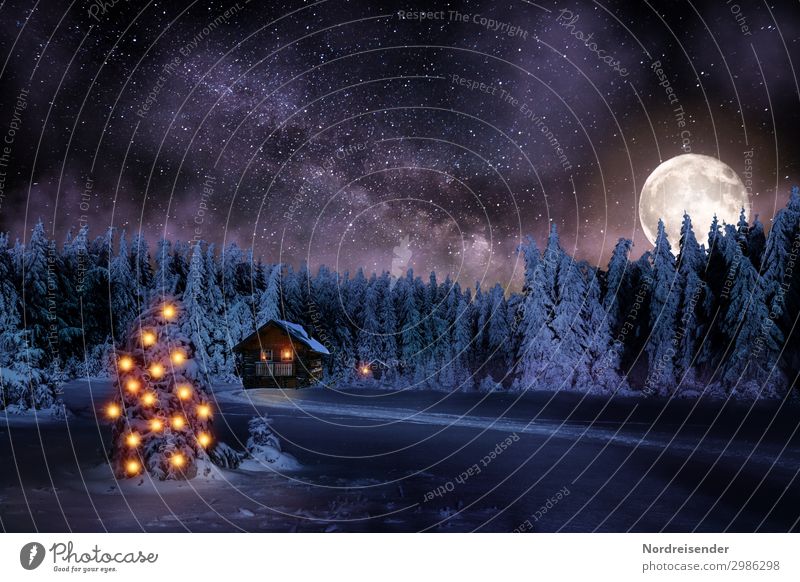 Christmas in the forest at night Winter Snow Winter vacation Feasts & Celebrations Christmas & Advent New Year's Eve Landscape Moon Full  moon Ice Frost Tree