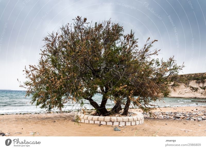 storm hairstyle Sardinia Beach Plant Tree Ocean Sky Storm clouds Mediterranean sea Hot coast Vacation & Travel Nature