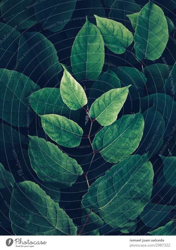 green plant leaves textured in the garden in the nature Plant Leaf Green Garden Floral Nature Decoration Abstract Consistency Fresh Exterior shot