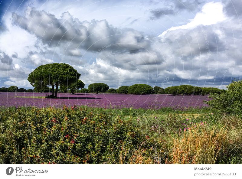 Field of purple flowers in spring Beautiful Fragrance Vacation & Travel Tourism Summer vacation Nature Landscape Plant Sky Clouds Spring Flower Grass