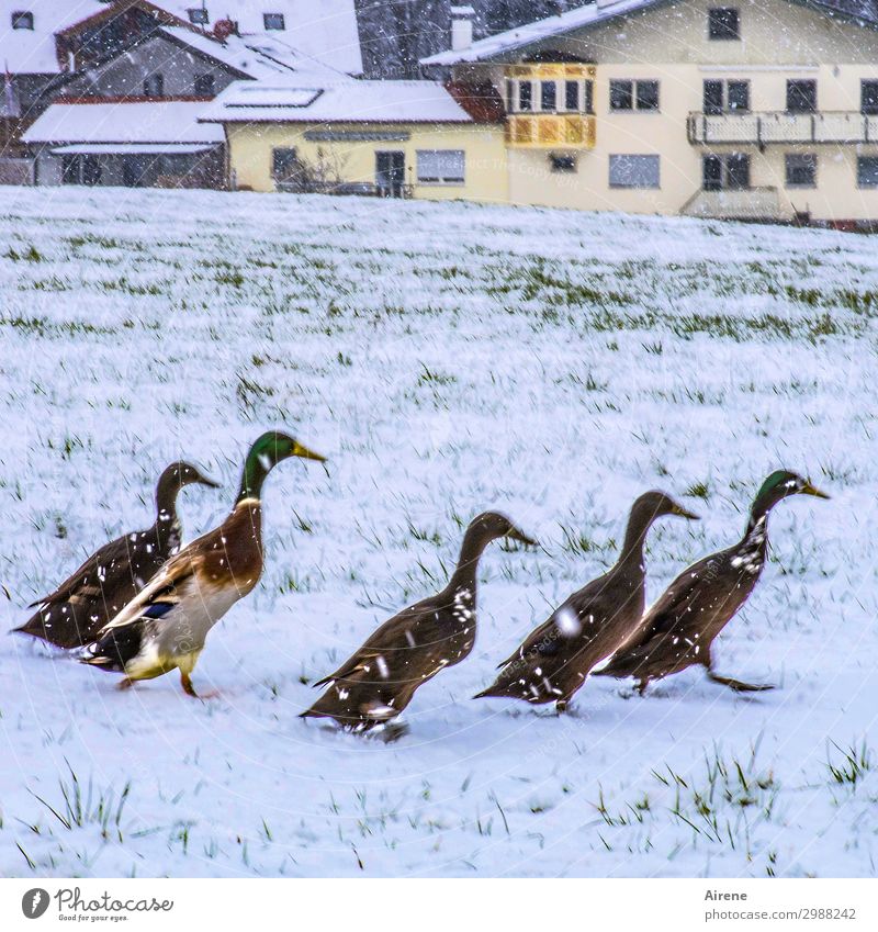 not keen on snow ducks Goose step Duck family Group of animals Snow Winter Snowfall Meadow Field Village Duck birds Running Fitness Walking Funny Waddle