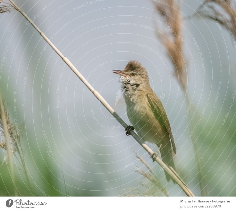 Reed Warbler in the Reed Nature Animal Sky Sunlight Beautiful weather Plant Common Reed Lake Wild animal Bird Animal face Wing Claw reed warbler Beak Eyes