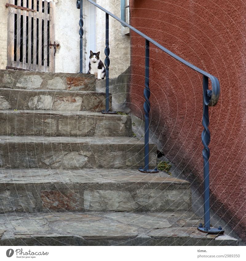 village tiger Wall (barrier) Wall (building) Stairs Door Banister Gate Animal Pet Cat 1 Observe Looking Sit Watchfulness Curiosity Interest Surprise Stress