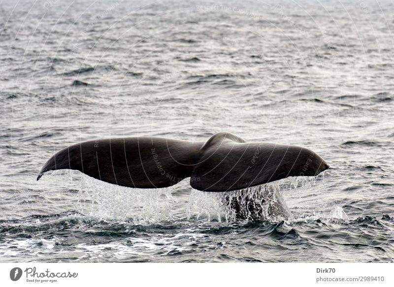 Just dive down - Fluke of a sperm whale. Vacation & Travel Tourism Trip Expedition whale safari Environment Nature Bad weather Waves Ocean Atlantic Ocean