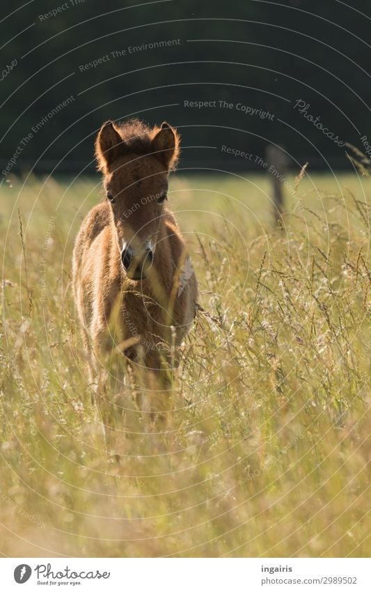 baby Nature Landscape Plant Animal Summer Meadow Field Pasture Farm animal Horse Foal Iceland Pony 1 Observe Looking Stand Friendliness Beautiful Cuddly Small