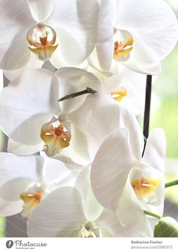 Orchids in white Nature Plant Spring Summer Autumn Winter Flower Leaf Blossom Exotic Blossoming Illuminate Yellow Orange White Growth Orchid blossom