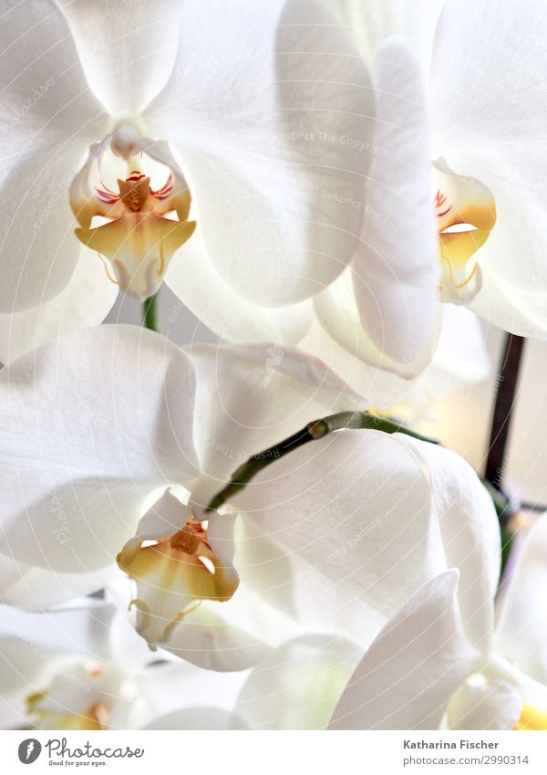 white orchid blossoms Nature Plant Spring Summer Autumn Winter Orchid Bouquet Yellow Orange White Orchid blossom Colour photo Interior shot Close-up Deserted
