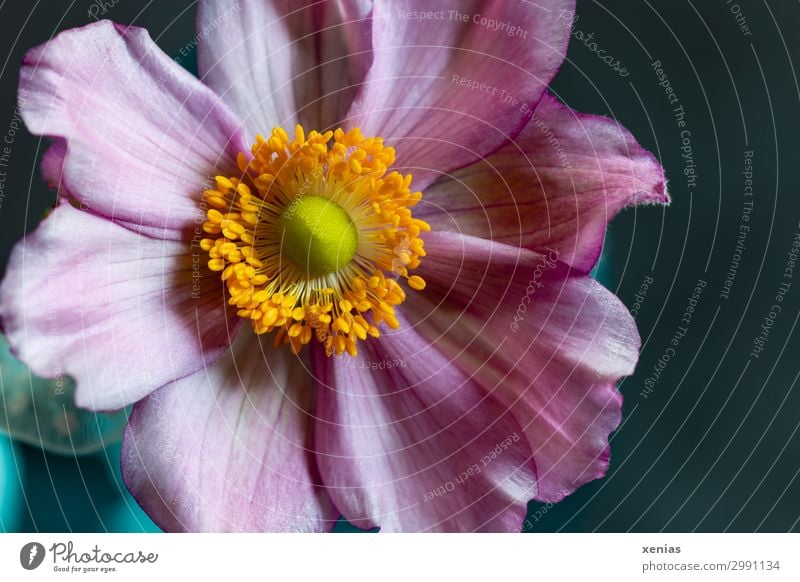 Anemone in pink Spring Summer Autumn Flower Blossom Beautiful Soft Blue Yellow Orange Pink Delicate Colour photo Studio shot Close-up Detail Deserted