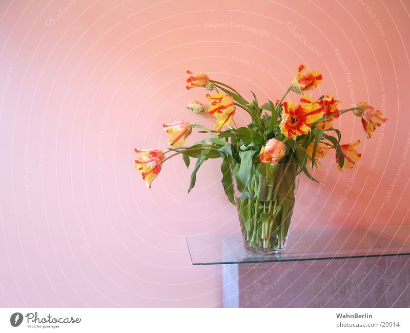 Glass vase with tulips Bouquet Tulip Pane Color gradient Still Life Style glass vase concrete table