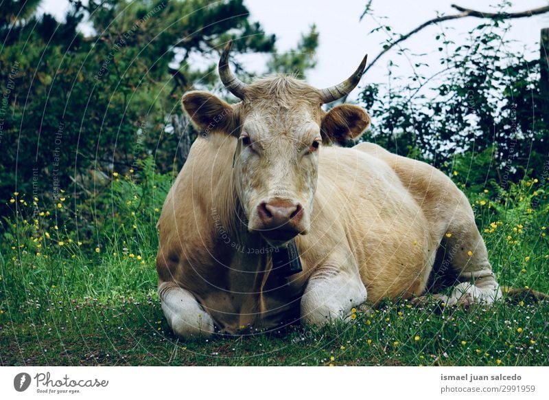 brown cow portrait in the farm in the nature Cow Brown horns Portrait photograph Animal Wild Head Eyes Ear Hair Nature Cute Beauty Photography Elegant Rural