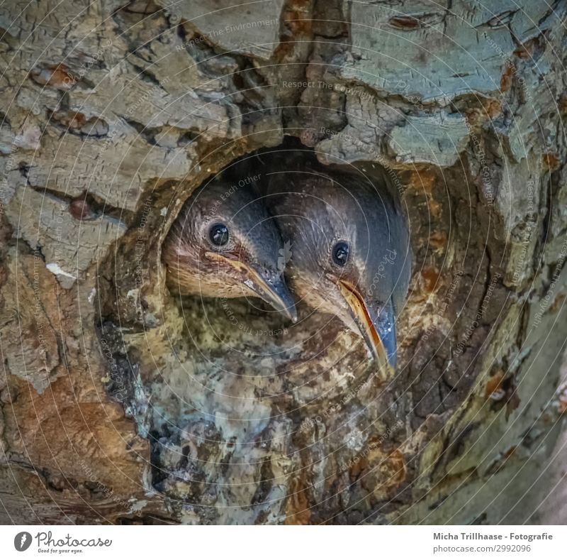 Young starlings look out of the cave Nature Animal Sunlight Beautiful weather Tree Tree trunk Wild animal Bird Animal face Head Beak Eyes Feather Plumed