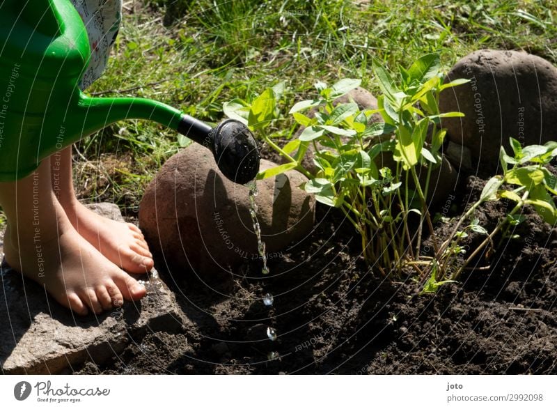 Child watering flowers in a flower bed Leisure and hobbies Thanksgiving Feet 3 - 8 years Infancy Environment Nature Plant Summer Flower Petunia Garden Beginning