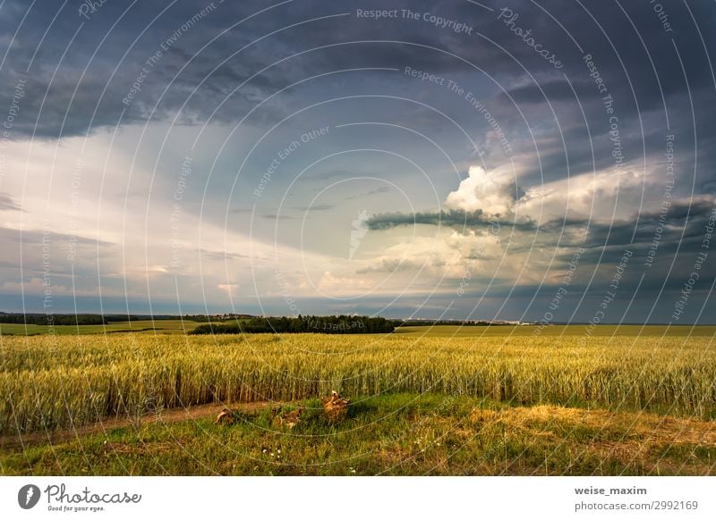 Storm dark clouds over field. Thunderstorm over a wheat field Summer Summer vacation Nature Landscape Air Water Drops of water Sky Clouds Horizon Sunrise Sunset