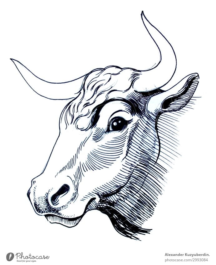 Cow head Animal Farm animal 1 Fat Authentic Natural Beautiful White Bull Head Hornsund Art Image Illustration Drawing Ink black Black & white photo