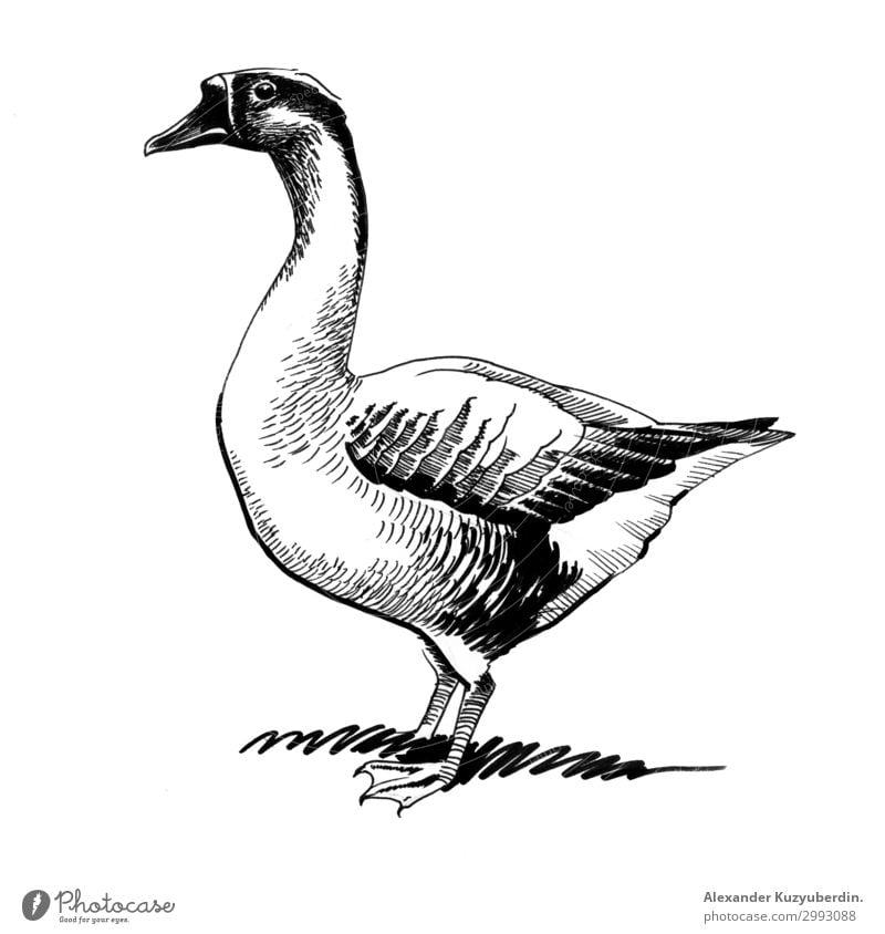 Standing goose bird animal art artwork background drawing illustration sketch ink black white