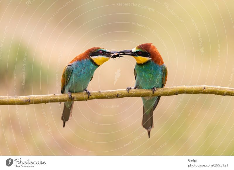 Male bee eater giving a insect to its partner Eating Beautiful Couple Partner Environment Nature Animal Bird Bee Love Wild Blue Green Black Colour bee-eater