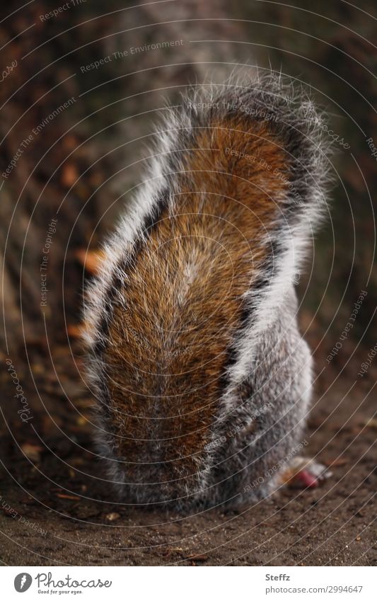 keep cloudy Squirrel grey squirrel Cute Brash Defiant uninvolved discouraged reserved Shielded timid despite Obstinate Insulted Looking away upturned stubborn