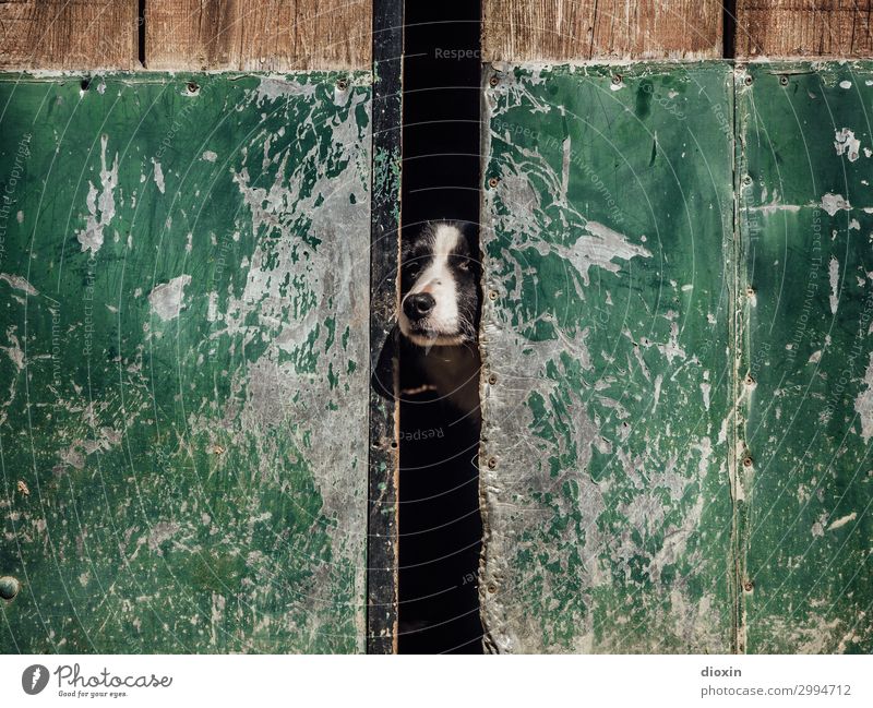 sentinel Door Gate Animal Pet Dog Animal face Snout Dog's snout Watchdog 1 Observe Protection Guard Watchfulness Protector Country life Colour photo