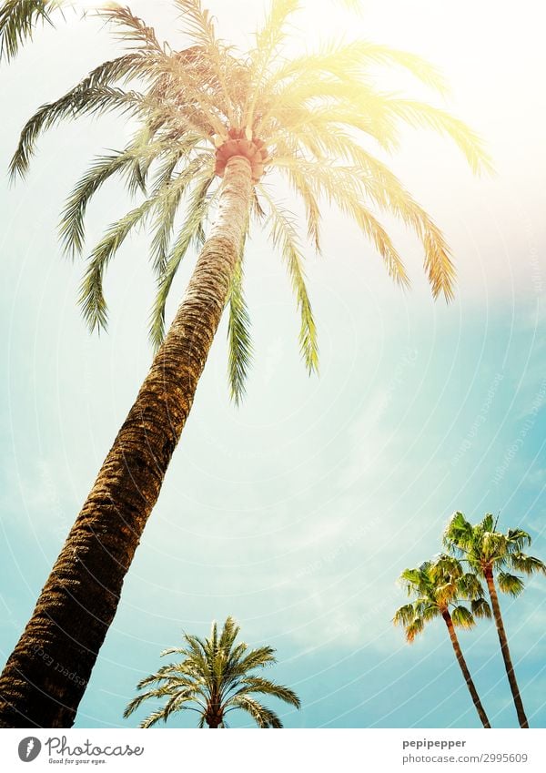 palm Vacation & Travel Tourism Summer vacation Sun Sky Sunlight Beautiful weather Tree Foliage plant Wild plant Exotic Palm tree Wood Blue Yellow Green