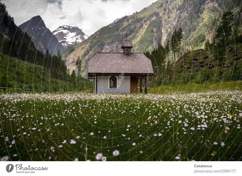 A small chapel In the marguerite field, mountains behind. Nature Landscape Sky Clouds Spring Bad weather Plant Tree Flower Grass Leaf Blossom Marguerite Spruce