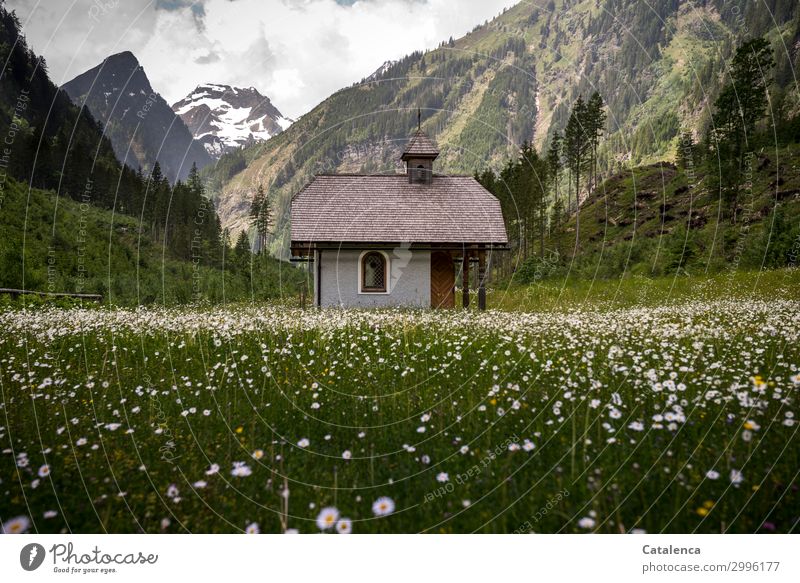 In the Marguerite Field Nature Landscape Sky Clouds Spring Bad weather Plant Tree Flower Grass Leaf Blossom Spruce Fir tree Meadow Alps Mountain Snowcapped peak