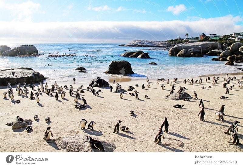 Distance? What's that? Bird Boulders Beach Exotic Back-light Wild animal Animal Web-footed birds Cape Town Wanderlust Penguin Contrast South Africa Fantastic
