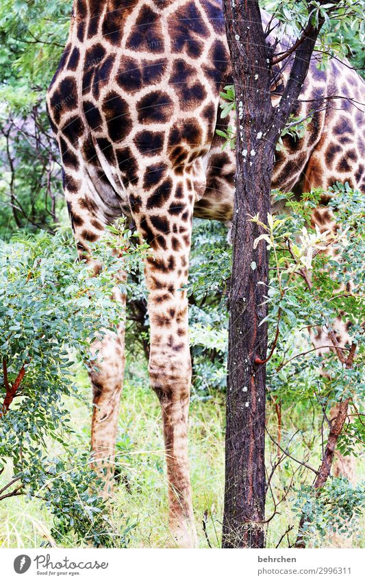 model legs Vacation & Travel Tourism Trip Adventure Far-off places Freedom Safari Nature Landscape Plant Tree Leaf Wild animal Pelt Giraffe Exceptional Exotic