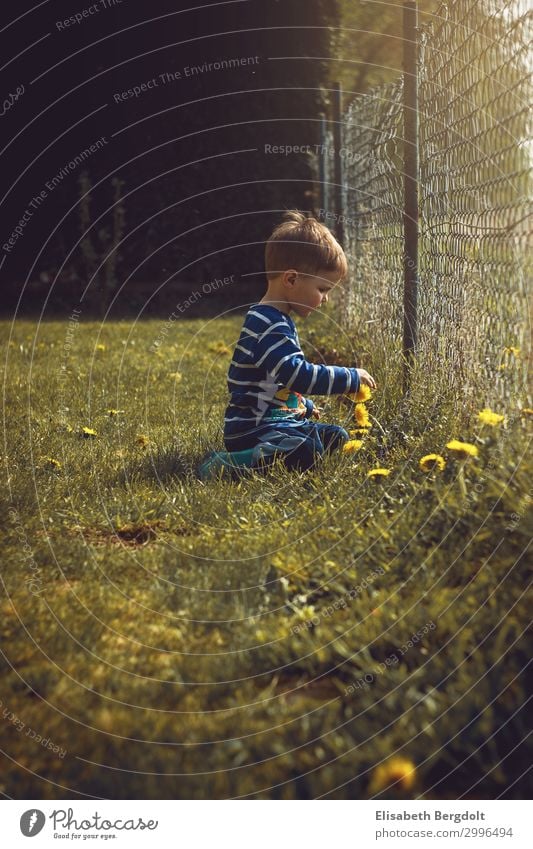 little boy picks flowers in the garden pick flowers Pick Toddler Summer Sun Garden Child Boy (child) Nature Beautiful weather Plant Meadow Observe Discover Sit