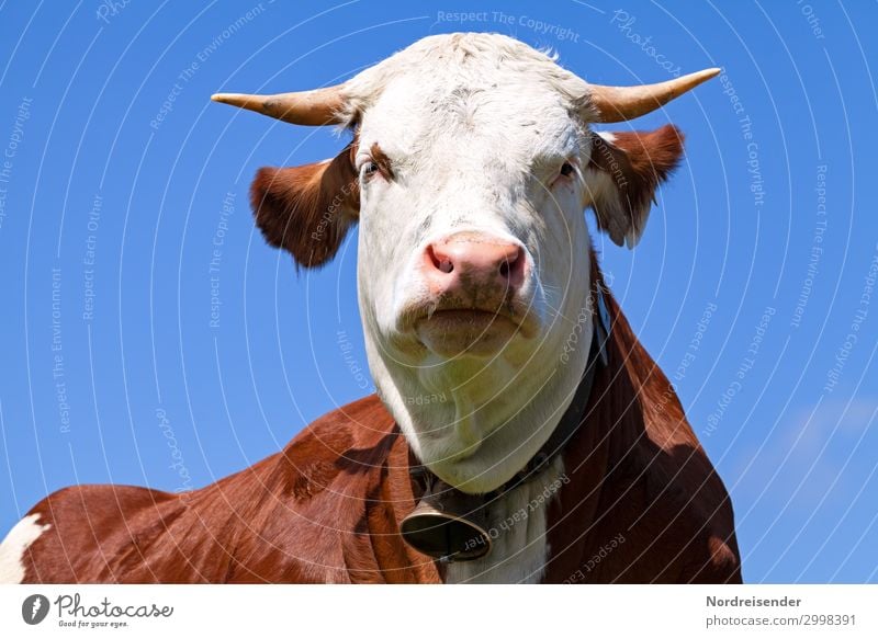 Are you looking...? Agriculture Forestry Cloudless sky Summer Beautiful weather Animal Farm animal 1 Observe Looking Healthy Blue Brown White Idyll Nature Cow