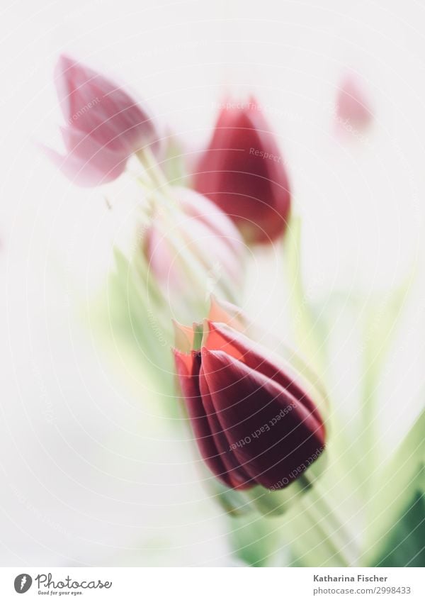 Tulips red Nature Plant Spring Summer Autumn Winter Flower Beautiful Green Pink Red White Double exposure Tulip blossom Tulip bud Blur Card Printed Matter Image
