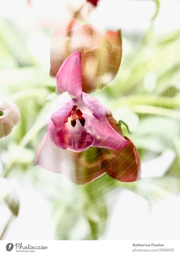 Double exposure tulips Nature Plant Spring Summer Autumn Winter Tulip Blossoming Yellow Green Pink Red White Tulip blossom Tulip bud Colour photo Interior shot