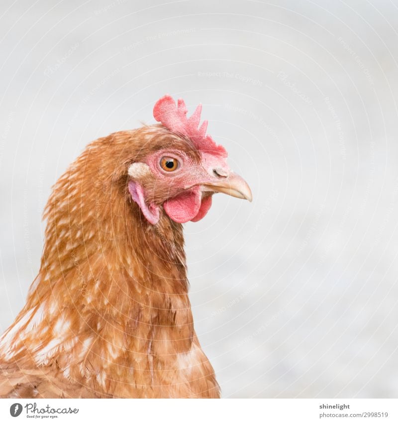 Closeup of one hen with a red camp starring to the side Environment Nature Landscape Summer Field Animal Animal face Barn fowl Gamefowl Bird Crest Head Eyes