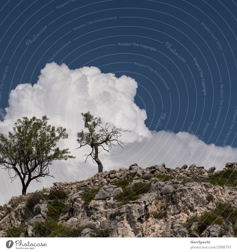Alone together Environment Nature Landscape Plant Sky Clouds Summer Beautiful weather Tree Hill Rock Mountain Italy Apulia Esthetic Together Natural Individual
