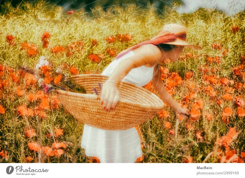 Woman in poppy field Beautiful Summer Sun Human being Feminine Adults 18 - 30 years Youth (Young adults) Nature Landscape Plant Clouds Flower Grass Field Dress