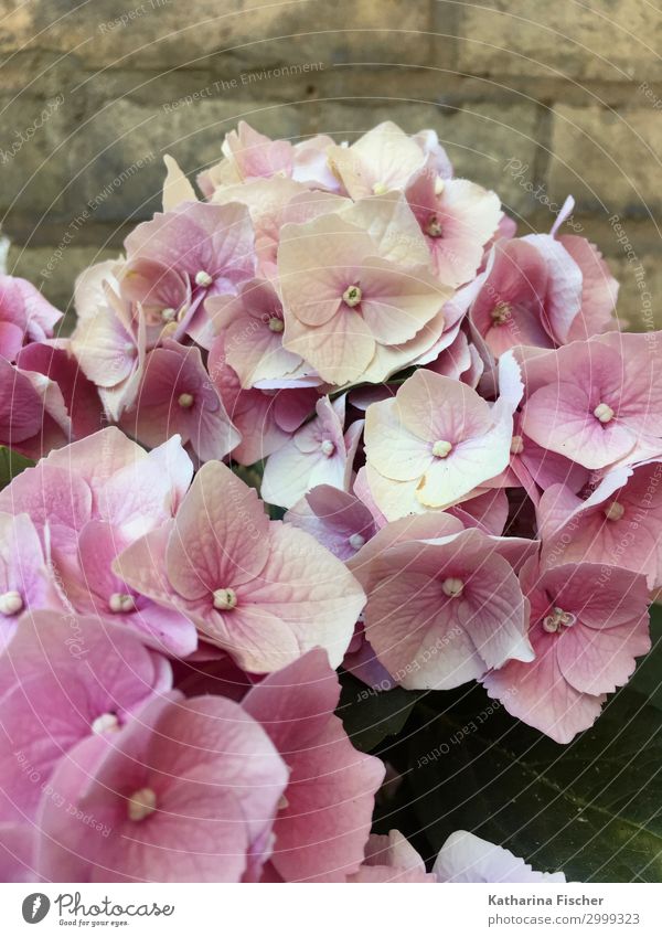 hydrangeas Nature Plant Spring Summer Autumn Flower Leaf Blossom Bouquet Blossoming Pink White Hydrangea Hydrangea blossom Hydrangea leaf Colour photo