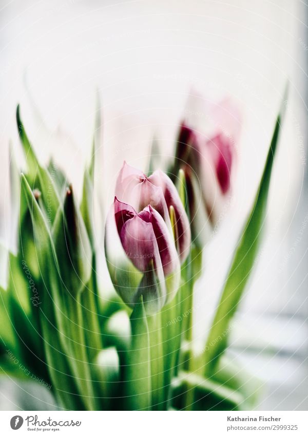 Double exposure tulips Nature Plant Spring Summer Autumn Winter Tulip Bouquet Blossoming Illuminate Green Violet Pink Red White Bud Colour photo Interior shot