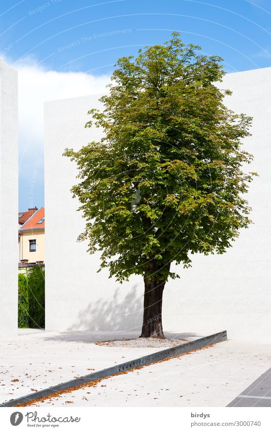 A tree like a monument Tree Green Summer Wall (building) Sky Blue Column House (Residential Structure) Copy Space bottom Authentic 1 Exceptional Floor covering