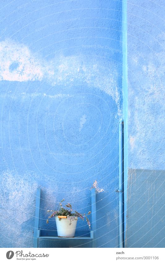 Isolation alone in the blue. Plant Flower Foliage plant Pot plant Island Venice Burano House (Residential Structure) Wall (barrier) Wall (building) Facade