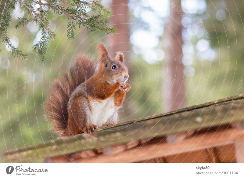 snack fun Squirrel European squirrel Nature Animal Forest Wild animal Pelt To feed Feeding To enjoy Crouch Sit Free Cute Contentment Love of animals Appetite
