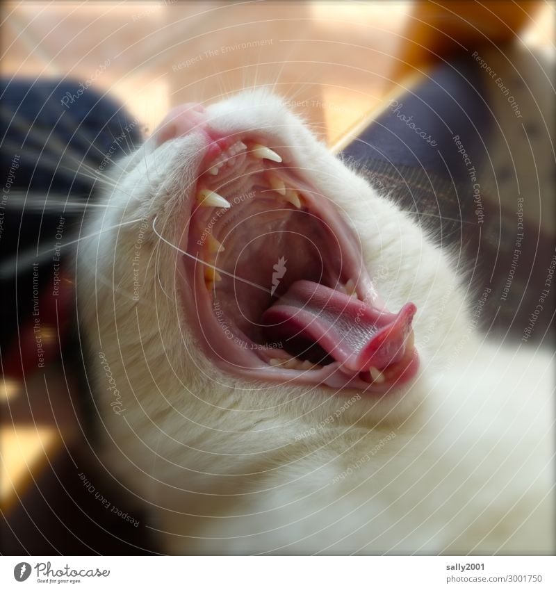 gaeäähn... Animal Pet Cat Animal face Tongue Set of teeth 1 Brash Cute Soft Contentment Power Safety (feeling of) Fatigue Relaxation Boredom Break Yawn