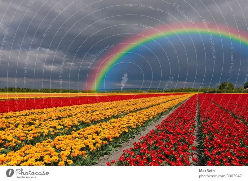 Tulip field with rainbow Tulip fields Flower flowers Flower variety Botany dutch variegated colorful more colourful out Europe colored coloured flora