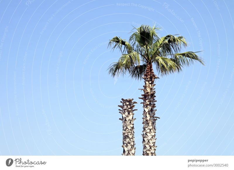 headless Vacation & Travel Trip Summer Summer vacation Sky Cloudless sky Plant Tree Leaf Palm tree Wood Blue Colour photo Exterior shot Day Panorama (View)