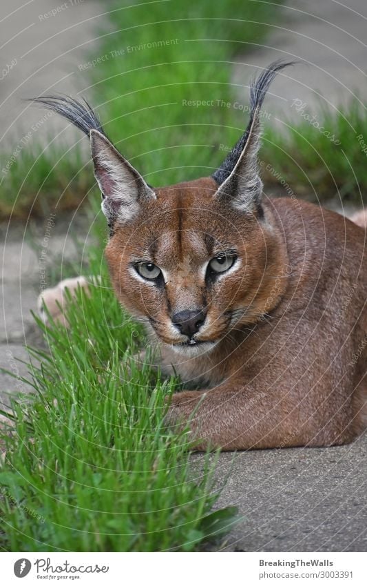 Close up portrait of caracal looking at camera Nature Animal Wild animal Cat Animal face Zoo 1 Green Grass Watchfulness Ground Relaxation Resting Lie Ambush