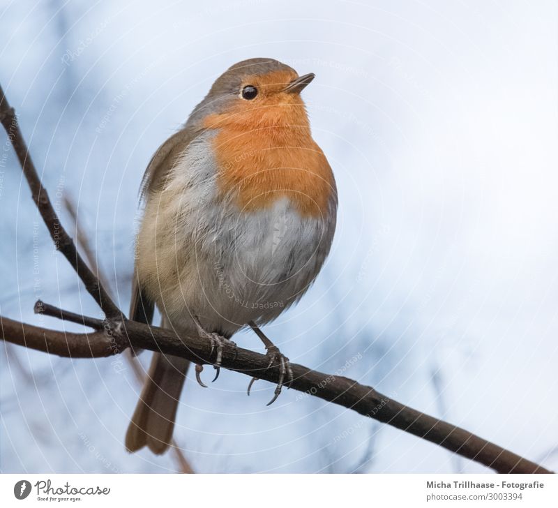 Robin on a branch Nature Animal Sky Sunlight Beautiful weather Tree Twigs and branches Wild animal Bird Animal face Wing Claw Robin redbreast Head Beak Eyes