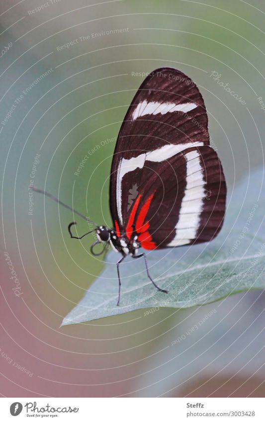 butterfly Yellow stripe passion butterfly Butterfly Heliconius hewitsoni Noble butterfly colourful wings exotic butterfly butterfly wings natural pattern