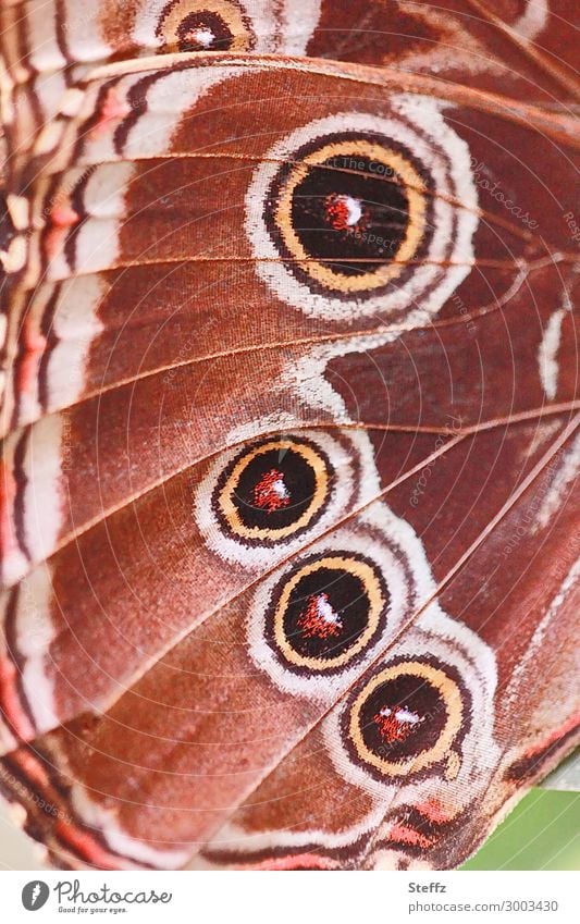 four eye spots like four round eyes Wing pattern mimicry deterrent Protection Survival strategy imitate imitation eye pattern butterfly wings eye stains