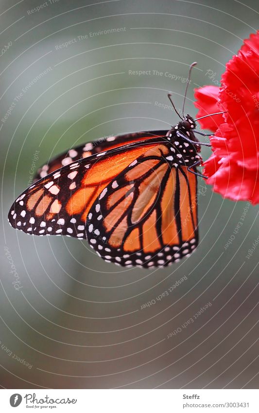 Monarch folder Monarch butterfly Butterfly Wing pattern butterflies Noble butterfly butterfly wings Grand piano Clove Ease Easy Delicate Beauty of nature