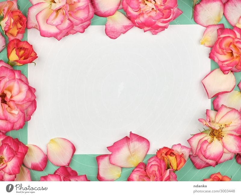 pure white paper sheet and buds of pink roses Design Decoration Feasts & Celebrations Valentine's Day Mother's Day Wedding Birthday Business Nature Plant Flower